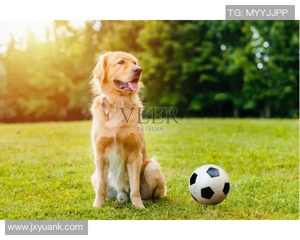 足球明星猎犬背后的故事与精彩视频揭秘 足球明星猎犬背后的故事与精彩视频揭秘